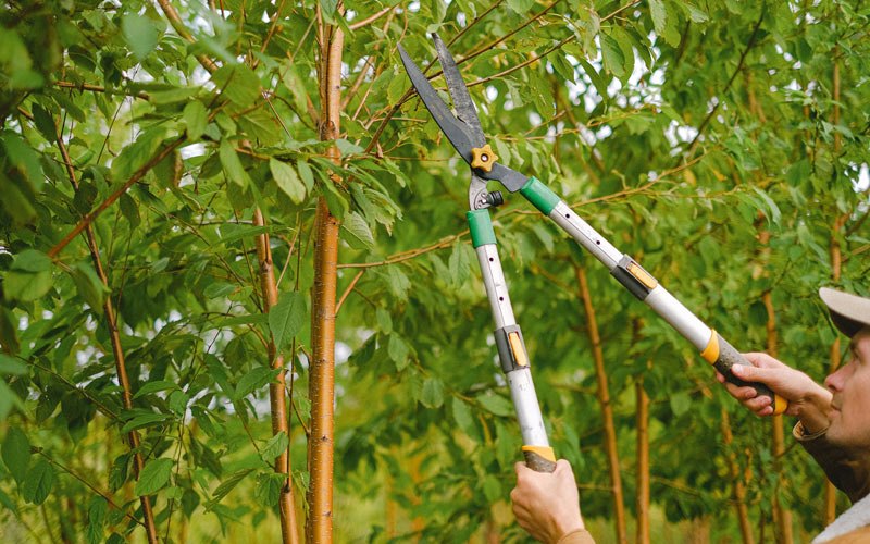 Tree trimming in Homer, IN